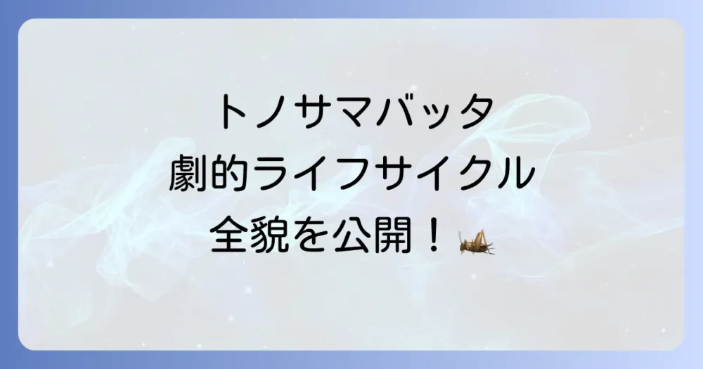 トノサマバッタの一生とライフサイクル