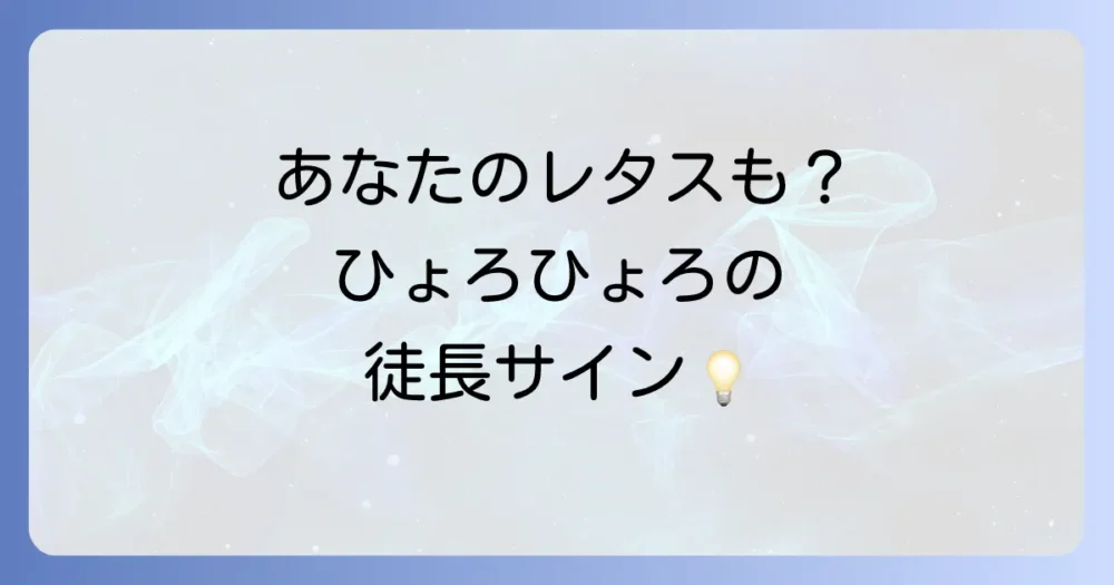 レタスの徒長とは?ひょろひょろになるサインを見逃さないで!