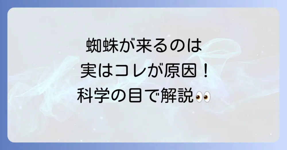 スピリチュアルだけじゃない！蜘蛛が寄ってくる現実的な理由