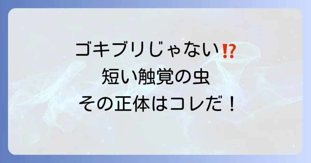 【まず結論】ゴキブリに似て触覚が短い虫の正体はこれ！