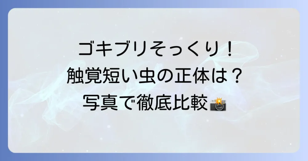 【写真で比較】ゴキブリと似ている虫の見分け方