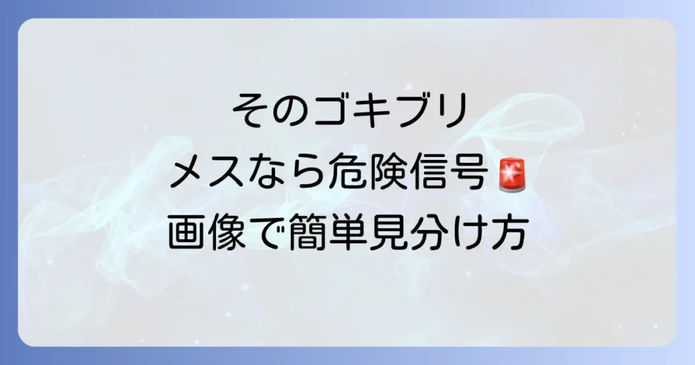 【画像で詳しく解説】クロゴキブリのオスメスを見分ける4つのポイント