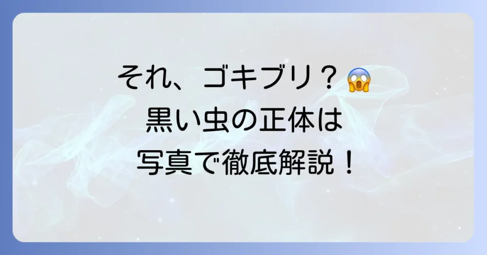 【写真で比較】ゴキブリに似た黒くて大きい虫の正体は?見分け方と今すぐできる対策を徹底解説