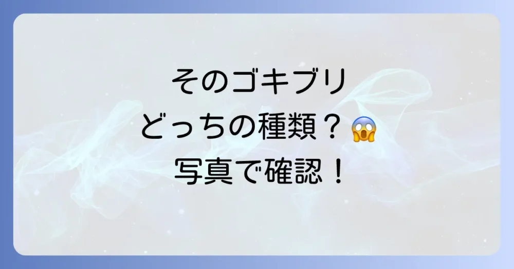 【写真で比較】クロゴキブリとチャバネゴキブリの見分け方