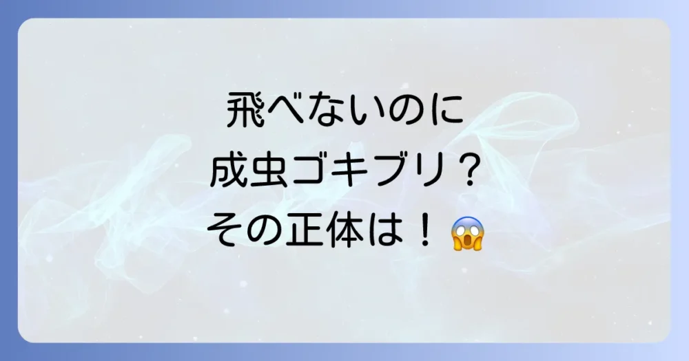 成虫なのに羽がない・飛べないゴキブリの種類
