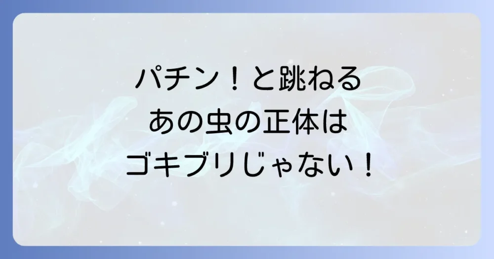 コメツキムシとゴキブリは全く違う！家に出た虫の見分け方と今すぐできる対策