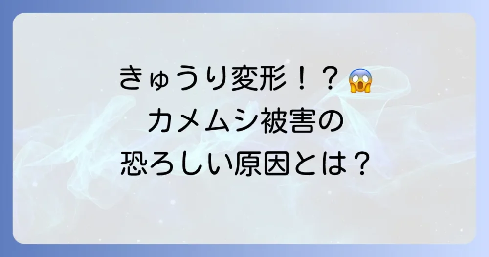 きゅうりにカメムシが！その被害と原因とは？