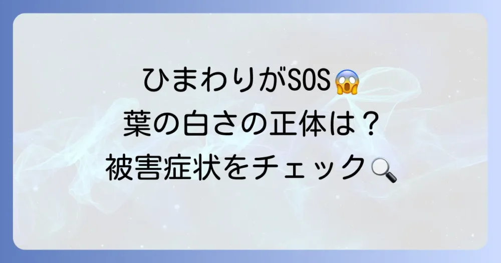 ひまわりの葉が白いのはグンバイムシの仕業かも？被害症状をチェック