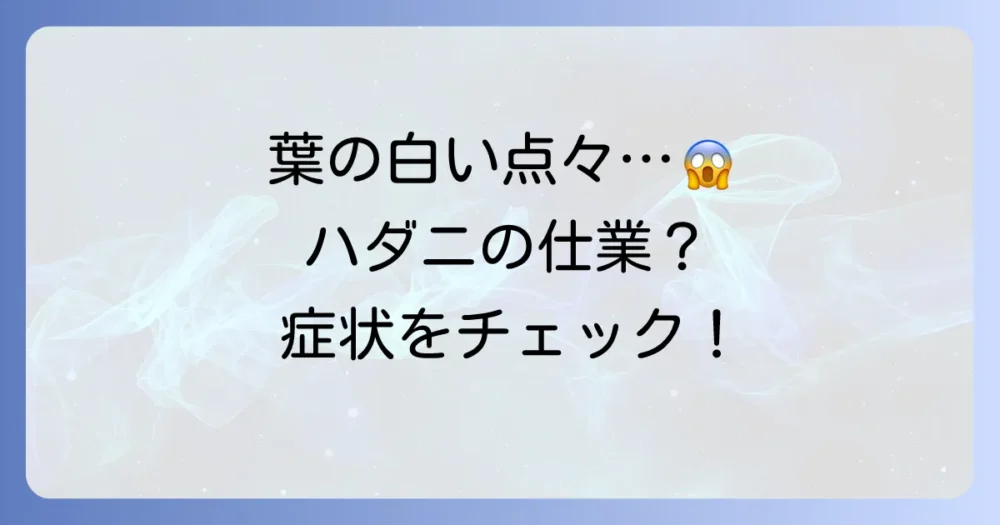 ゴムの木にハダニ?まずは症状をチェック