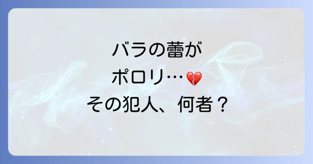そもそもバラを襲うゾウムシ(クロケシツブチョッキリ)とは?