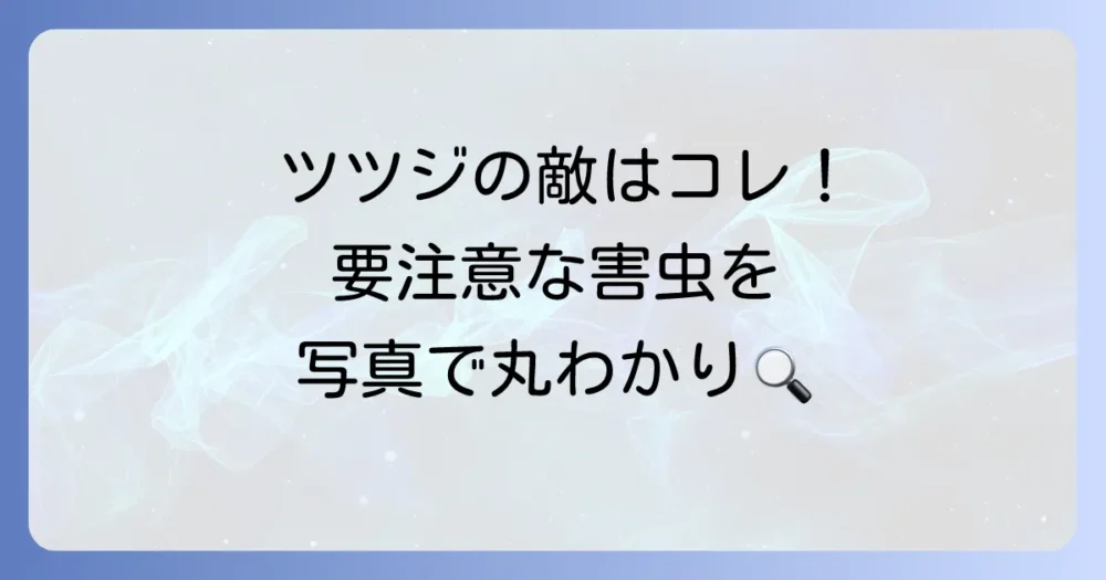 【写真で解説】要注意!ツツジに発生しやすい代表的な害虫