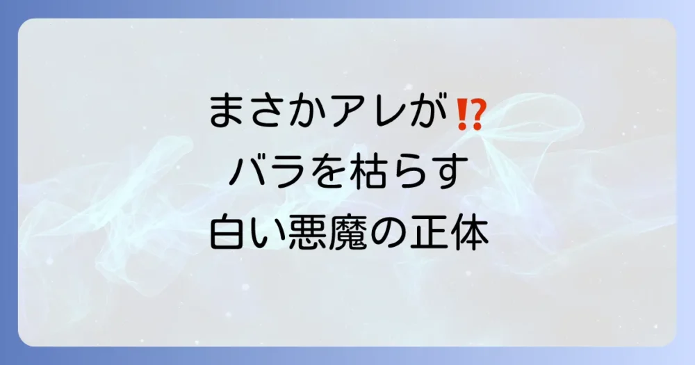 バラを襲う白い悪魔!カイガラムシの正体と被害