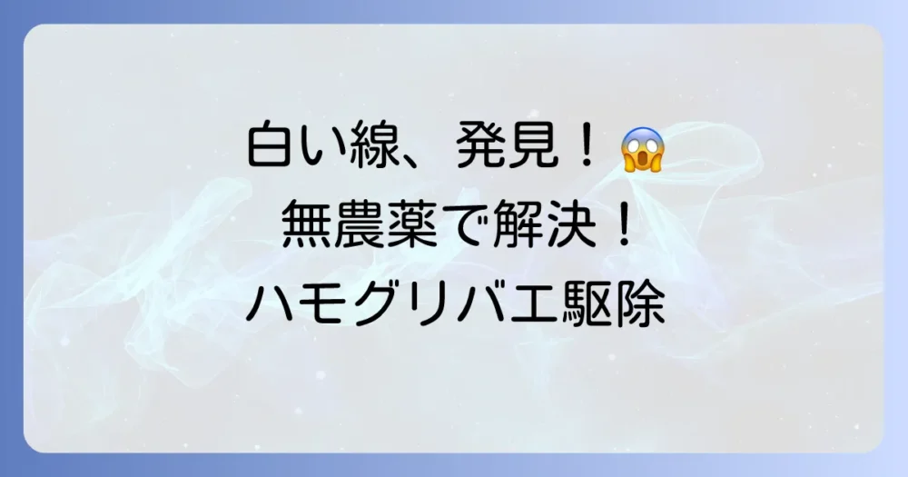 もう発生してしまった!無農薬でのハモグリバエ駆除方法【駆除編】