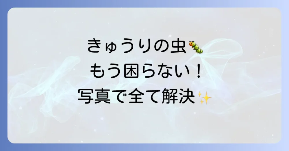 きゅうりにつく虫はこの記事で完全解決!【写真でわかる害虫図鑑&駆除・予防法】