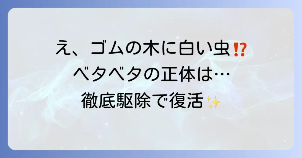 ゴムの木に付いた白い虫はカイガラムシ！原因と駆除、復活させる方法を徹底解説
