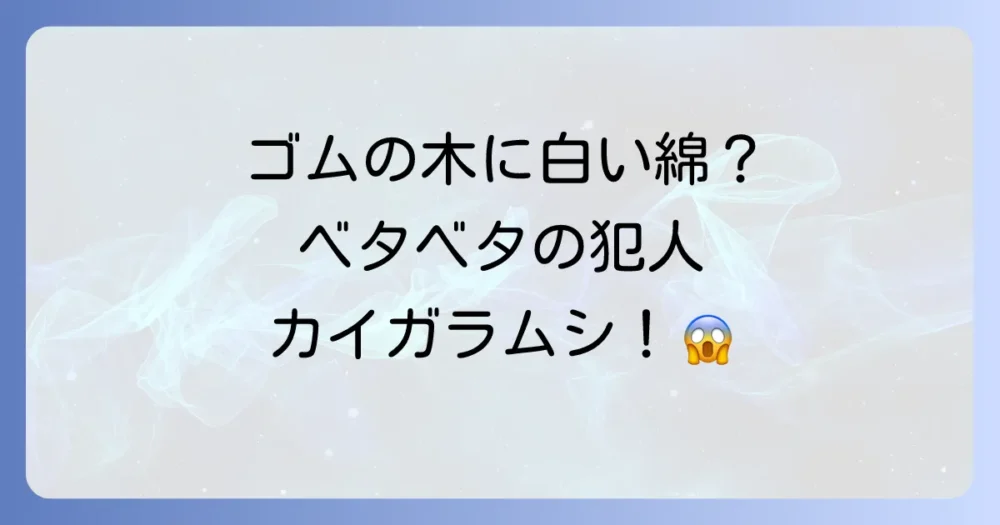 ゴムの木を襲う白い虫の正体は「カイガラムシ」