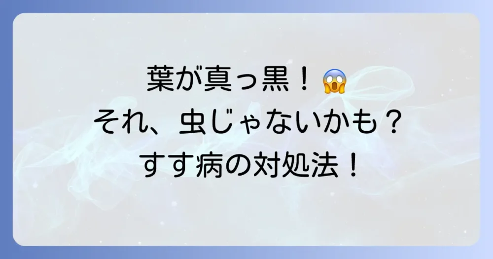 黒いのは虫だけじゃない?葉が黒くなる「すす病」の対処法
