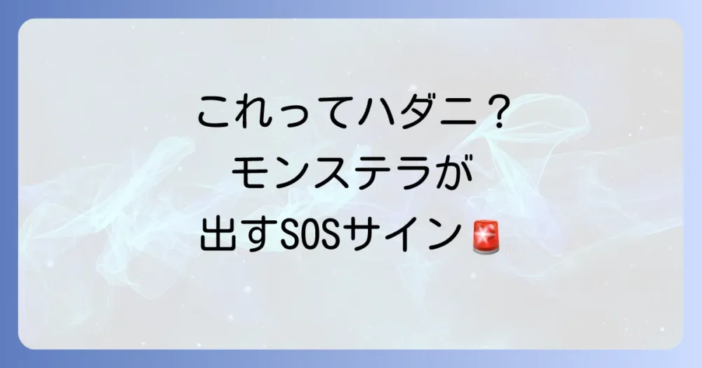 モンステラを襲うハダニの正体と被害のサイン