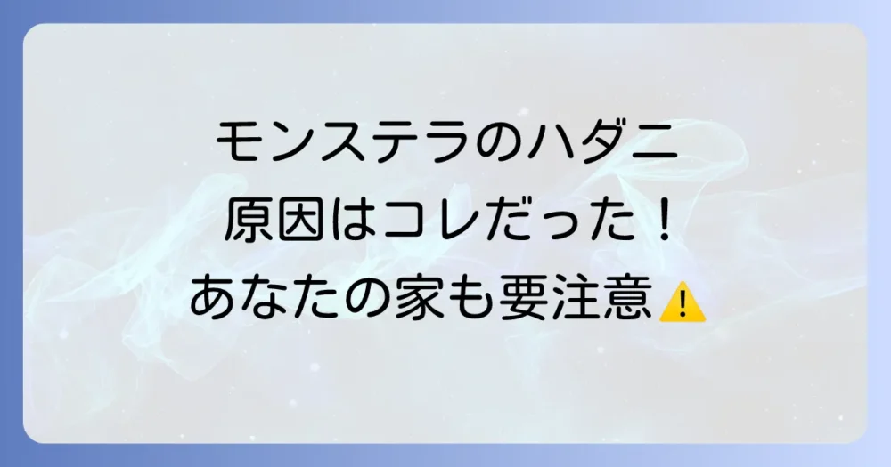 なぜ?モンステラにハダニが発生する主な原因