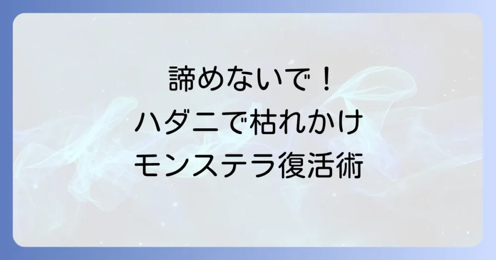 ハダニ被害を受けたモンステラを復活させるには?