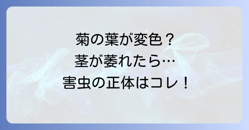 【症状別】あなたの菊はどれ?害虫の種類と見分け方