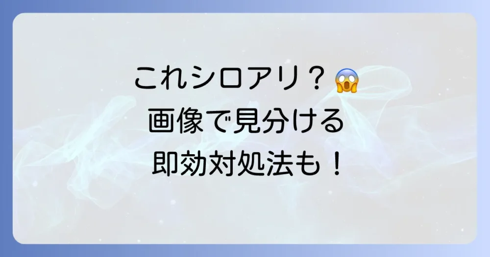 【画像で解決】シロアリと間違える虫はこれ！見分け方と即効性のある対処法を全解説
