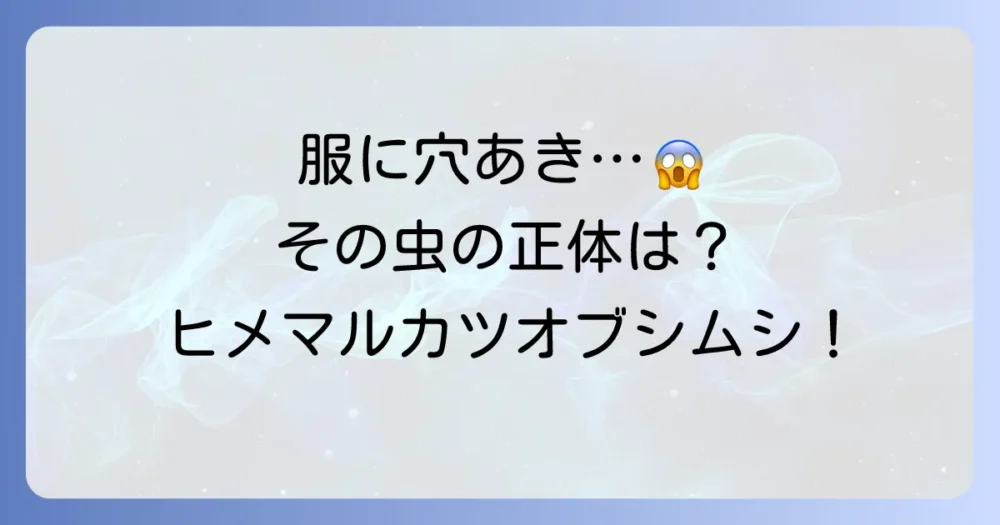 まずは敵を知る!ヒメマルカツオブシムシの正体とは?
