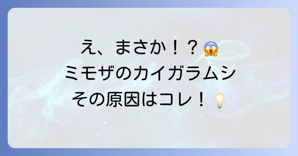 なぜ発生?ミモザにカイガラムシがつく原因