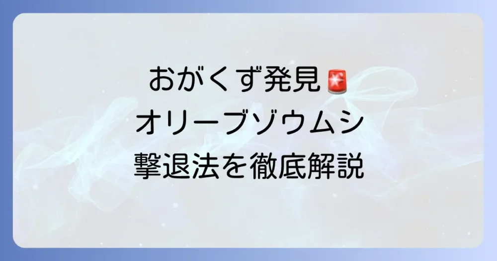 オリーブの天敵アナアキゾウムシを徹底駆除！おすすめ殺虫剤と使い方をプロが解説