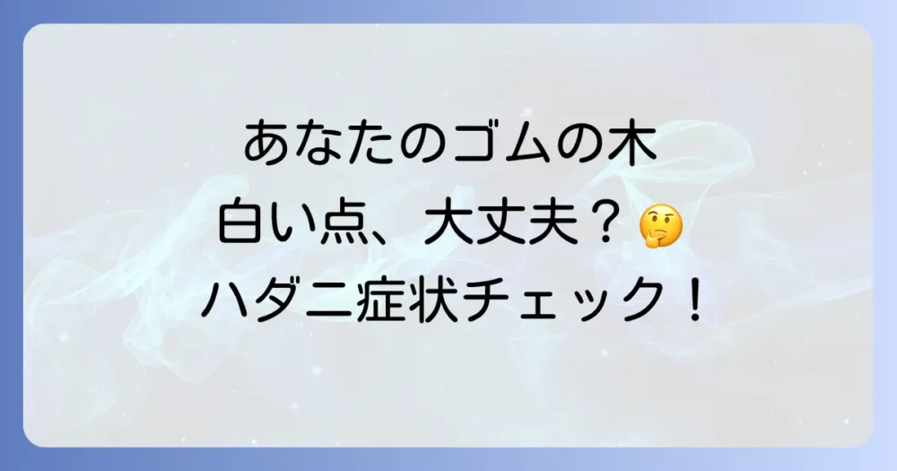 あなたのゴムの木、ハダニかも?まずは症状をチェック