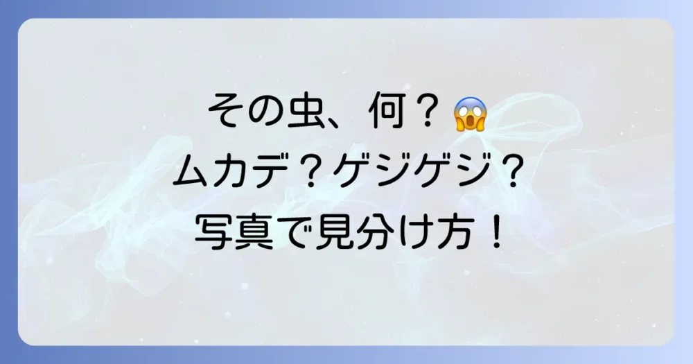 【写真で比較】ムカデ?ゲジゲジ?ヤスデ?見分け方完全ガイド