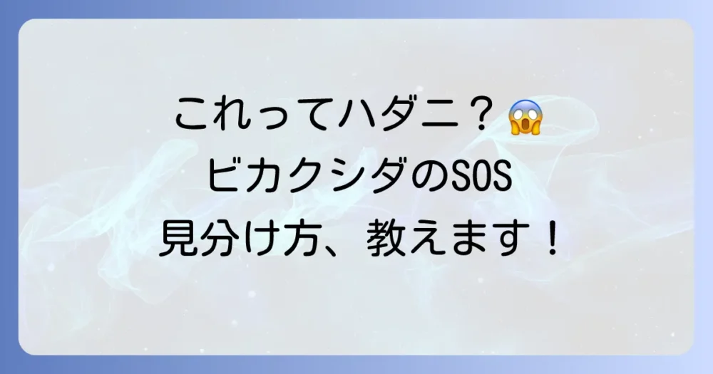 これってハダニ?ビカクシダが出す危険サインと見分け方