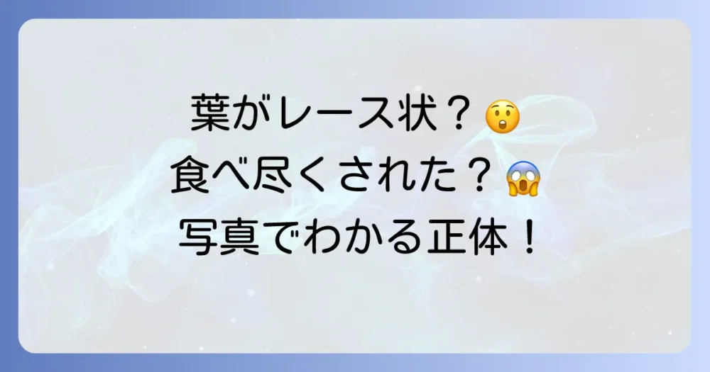 写真で見る!大根の害虫被害と黒い虫の見分け方