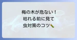 【写真でわかる】梅の木につく虫10選!知らないと枯れる原因と対策を徹底解説