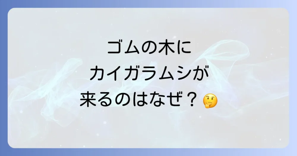 なぜ?ゴムの木にカイガラムシが発生する原因