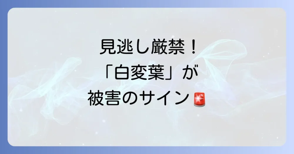 ハスモンヨトウの幼虫による被害