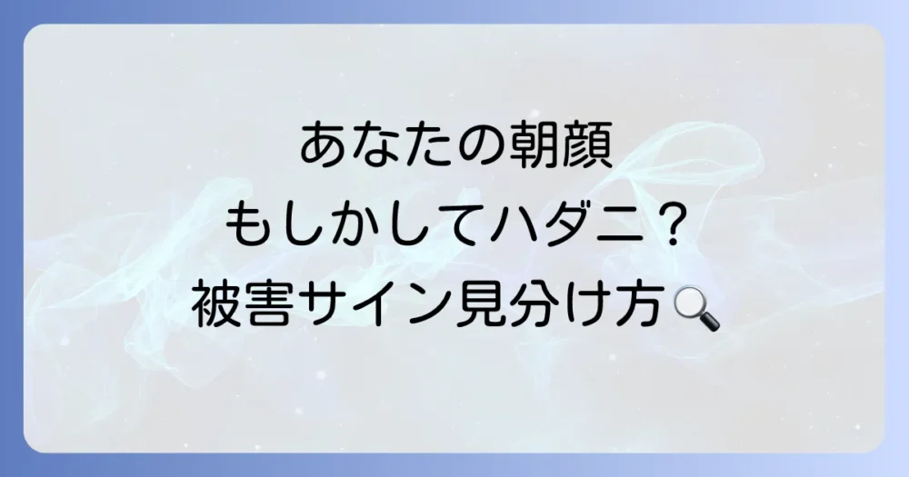 これってハダニ?朝顔に現れる被害のサイン