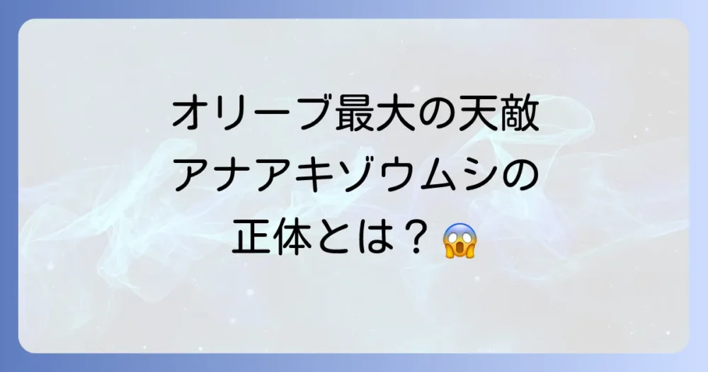オリーブアナアキゾウムシとは?オリーブ最大の天敵の正体