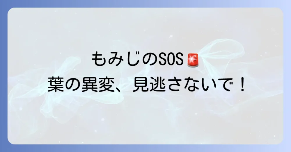 【SOSサイン】もみじの害虫被害、こんな症状ありませんか?