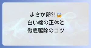 コナカイガラムシの卵【画像あり】白い綿の正体と駆除方法!孵化させない徹底対策