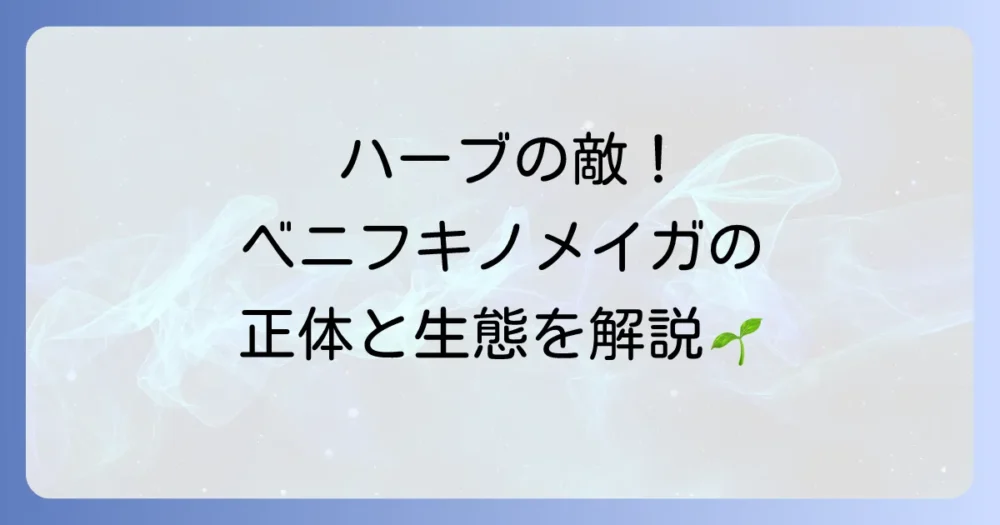 ベニフキノメイガとは?正体と生態を知ろう