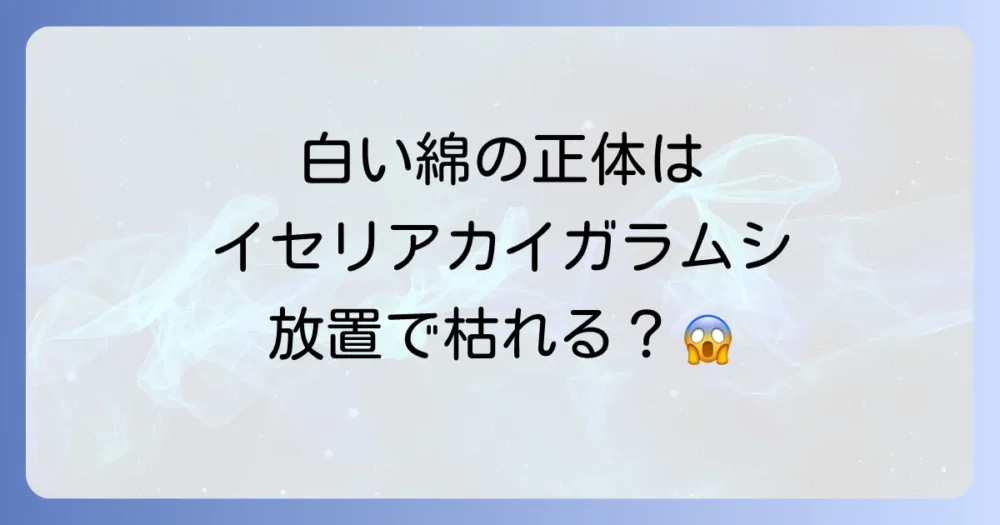 イセリアカイガラムシとは?その特徴と被害