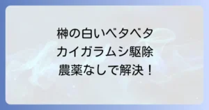 【榊のカイガラムシ駆除】白いベタベタの正体は?原因と農薬を使わない安全な退治方法、再発防止策まで完全解説