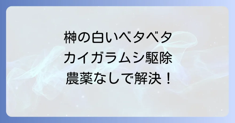 【榊のカイガラムシ駆除】白いベタベタの正体は?原因と農薬を使わない安全な退治方法、再発防止策まで完全解説