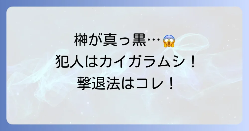 カイガラムシが原因!真っ黒な「すす病」の正体と対策