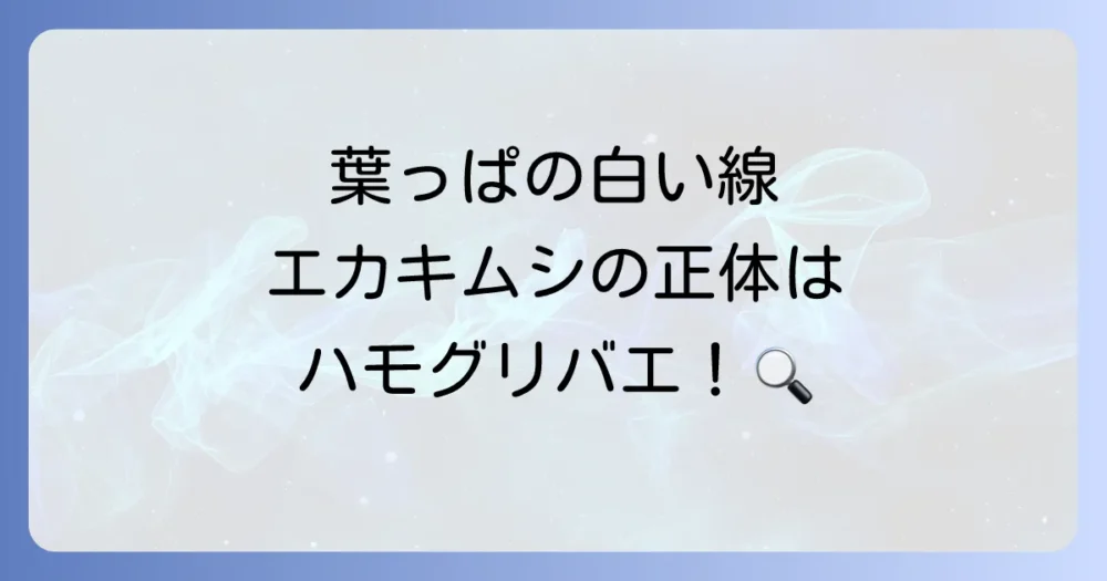 ハモグリバエの被害に悩んでいませんか?まずは敵を知ろう