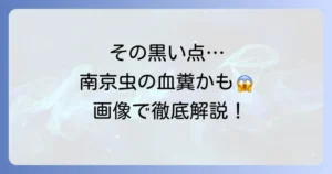 【画像で解説】これって南京虫のフン?血糞の特徴と見分け方、見つけたらすべきこと