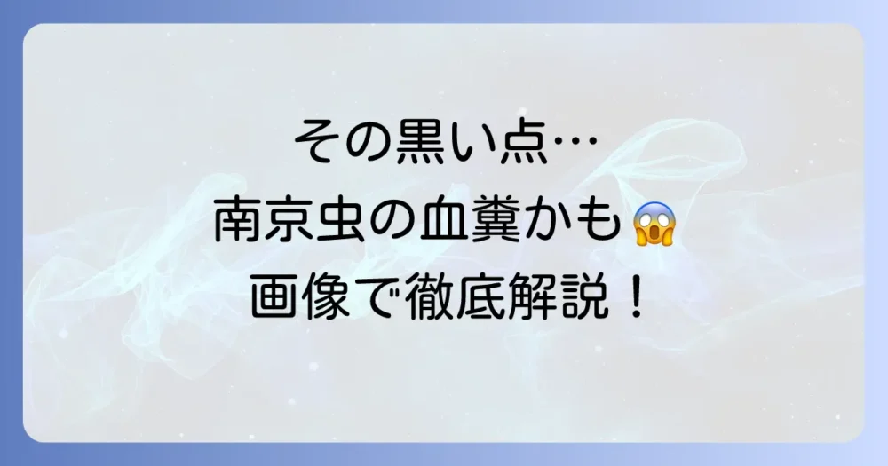 【画像で解説】これって南京虫のフン?血糞の特徴と見分け方、見つけたらすべきこと