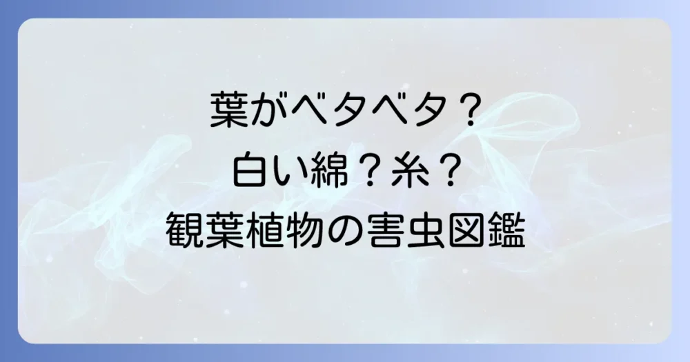 【種類別】一ツ葉（観葉植物）に発生しやすい害虫と症状