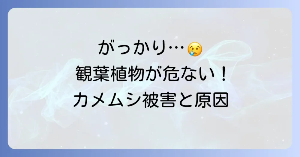 がっかり…観葉植物が危ない！カメムシが引き起こす被害と発生原因
